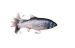 Flippity Floppy Flappy Fish Cat Toy Flippity Floppy Flappy Fish Cat Toy - ⭐️Pawsome Pets⭐️