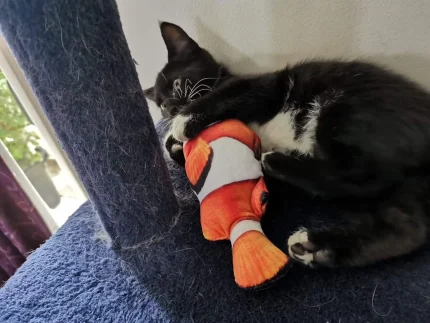 Plush 3D Fish Kicker - ⭐️Pawsome Pets⭐️