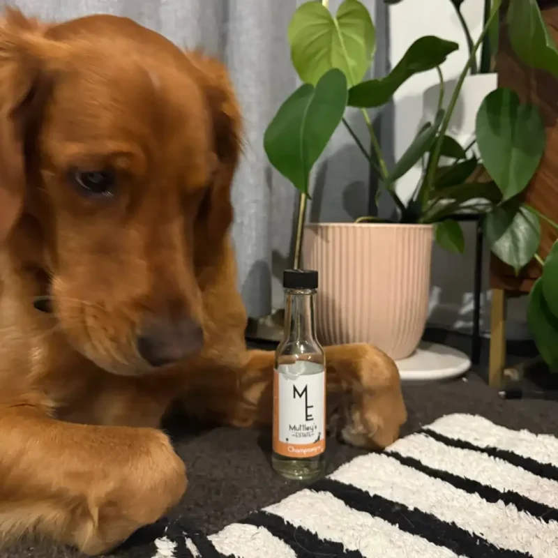 Champawgne Champawgne