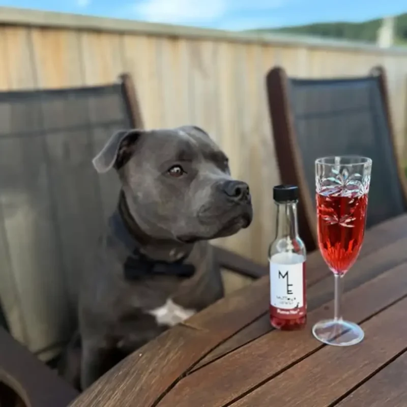 Purrno Noir Purrno Noir