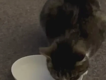 Prosecatt